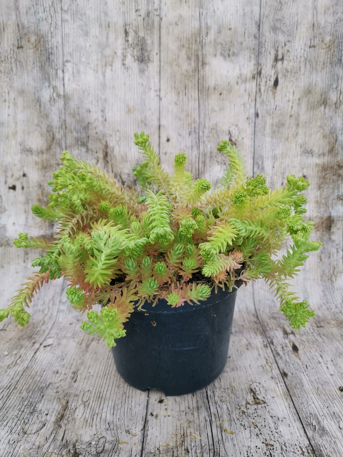 SEDUM LEMON BALL