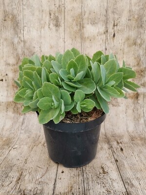 SEDUM SPECTABILIS BLANC