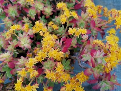SEDUM PALMERI
