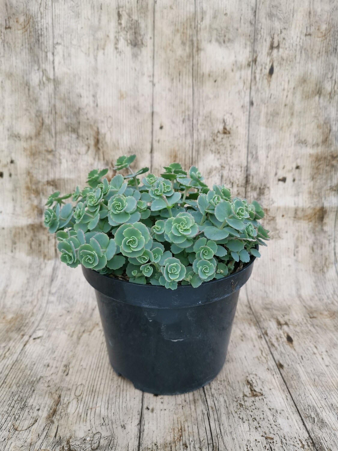 SEDUM SIEBOLDI / SAINTE THERESE