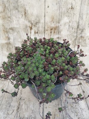 SEDUM SPURIUM COCCINEUS