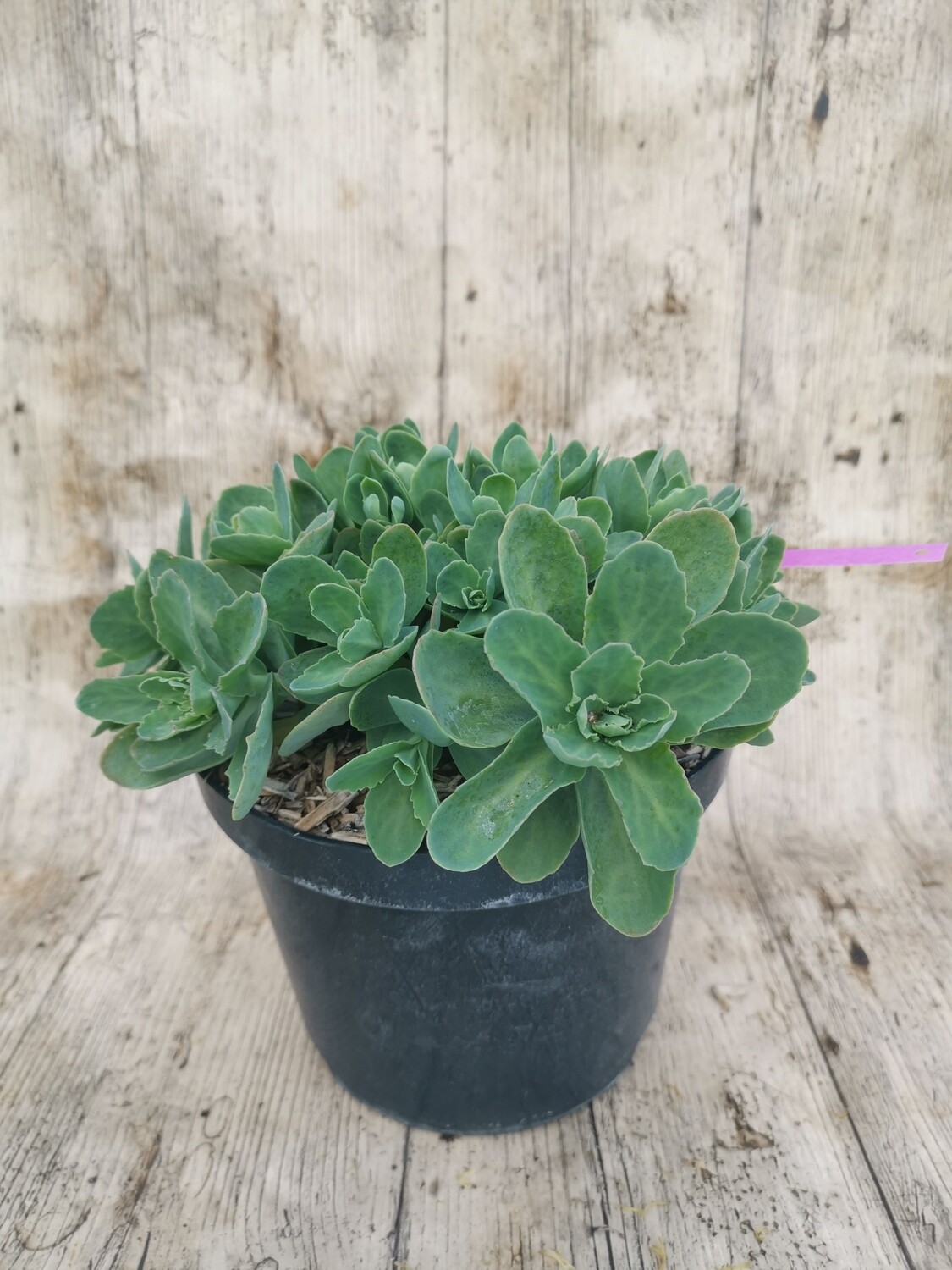 SEDUM SPECTABILIS ROSE