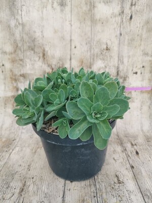 SEDUM SPECTABILIS ROSE