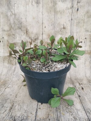 PLUMBAGO LARPENTAE