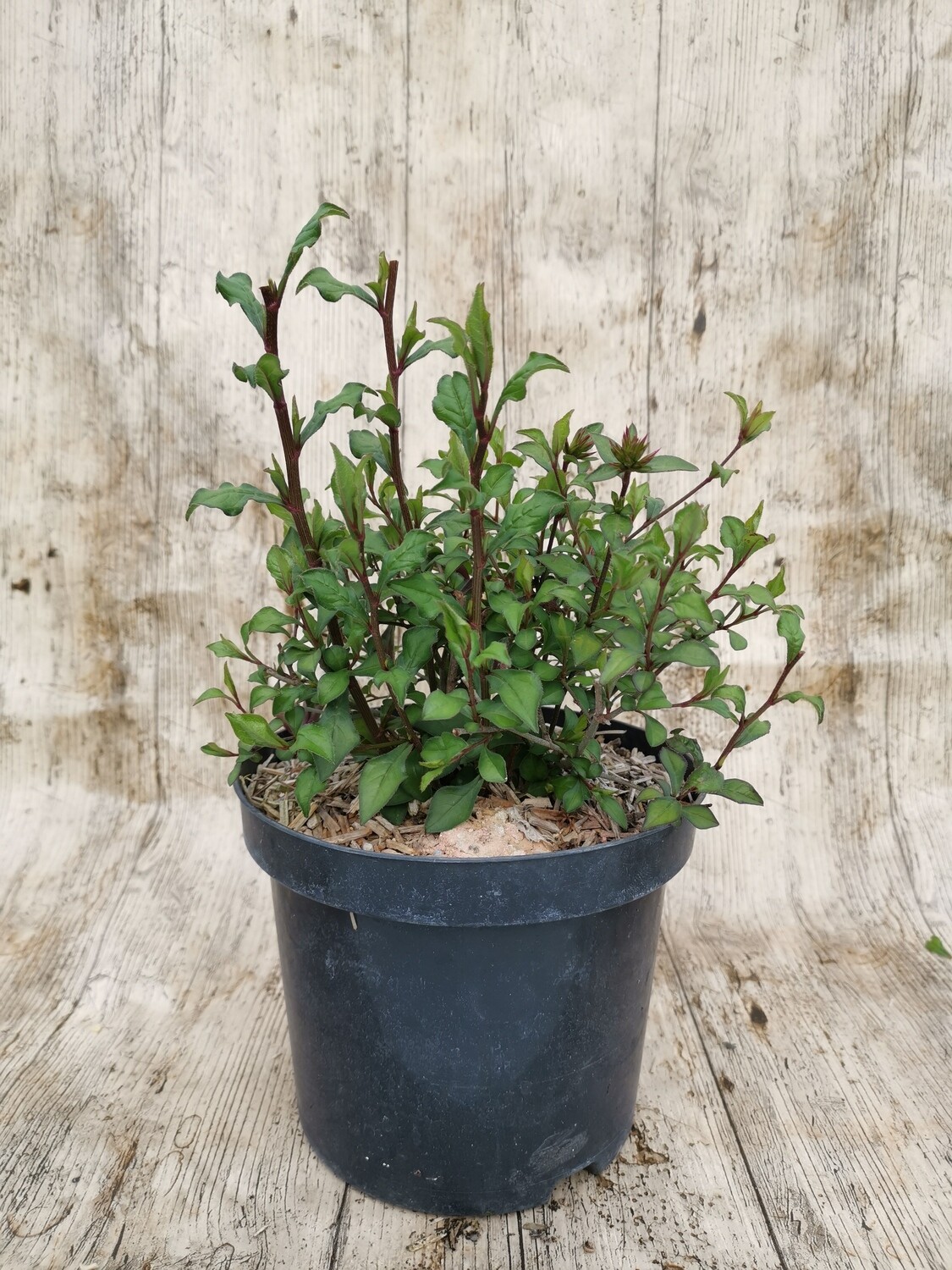 PLUMBAGO WILLMOTIANUM