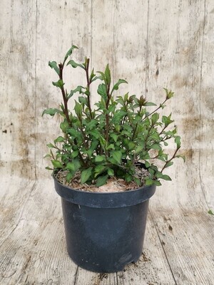 PLUMBAGO WILLMOTIANUM