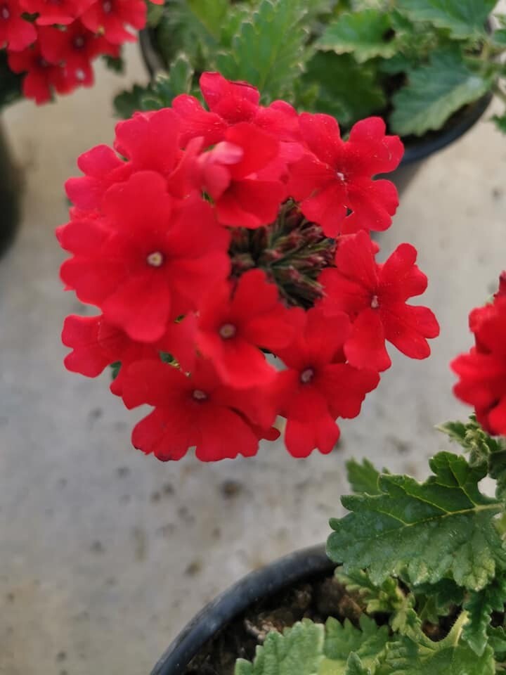 VERVEINE A FLEUR PAR 10