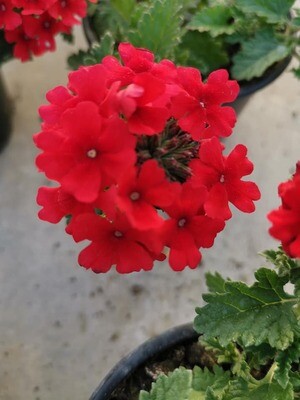 VERVEINE A FLEUR PAR 10