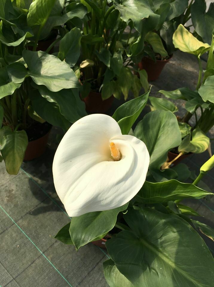 ARUM BLANC