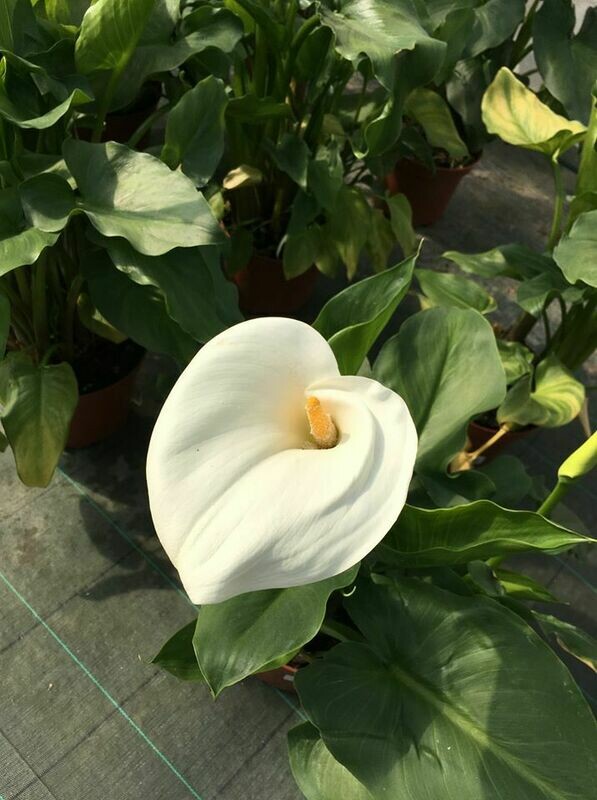 ARUM BLANC