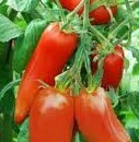 TOMATES CORNUES
