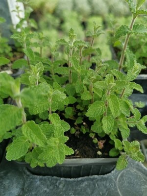 MENTHE FRAISE