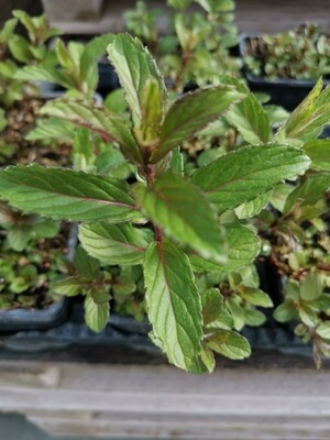 MENTHE MOJITO