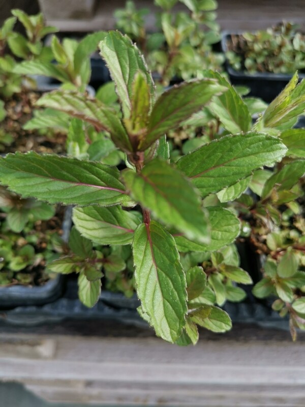 MENTHE MOJITO