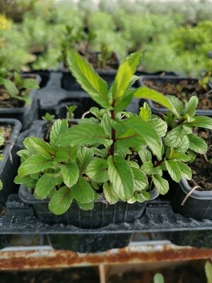 MENTHE RICQLES