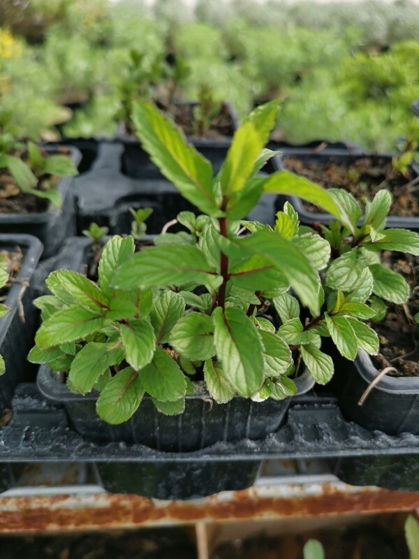 MENTHE RICQLES
