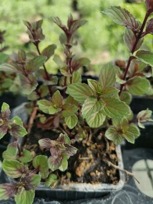 MENTHE CHOCOLAT