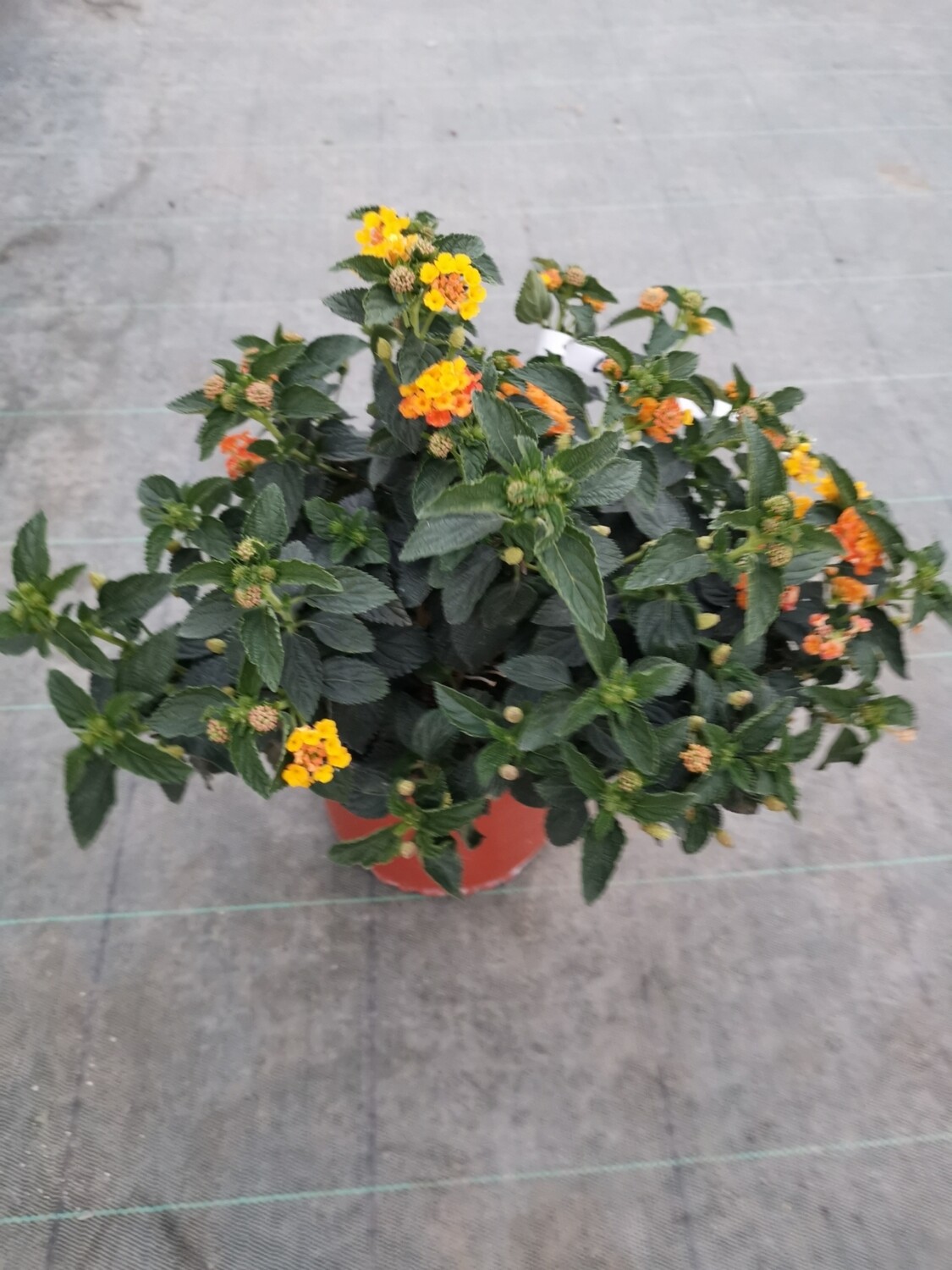 LANTANA ORANGE C3L