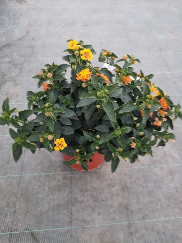 LANTANA ORANGE C3L