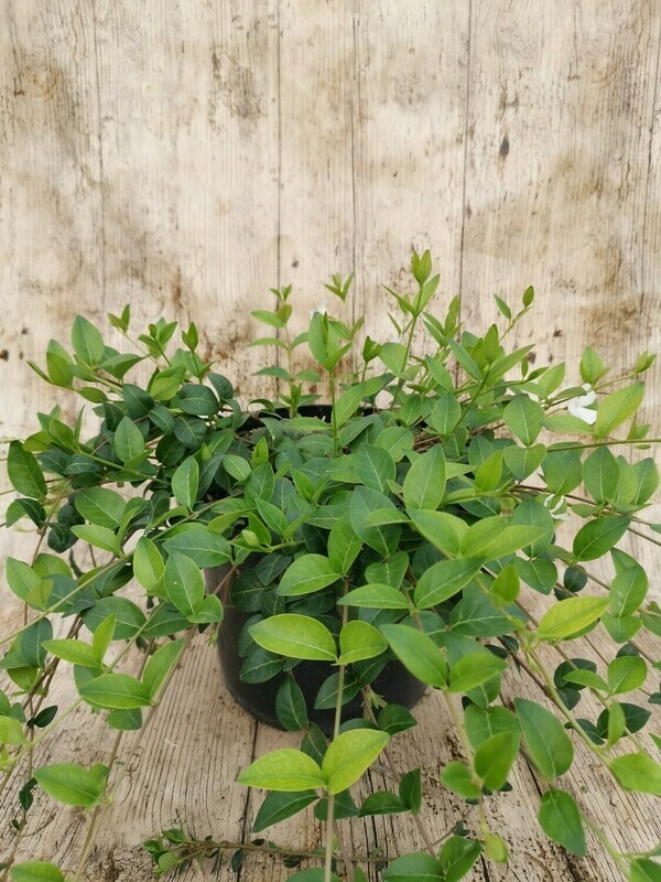 VINCA MINOR BLANC/ PERVENCHE