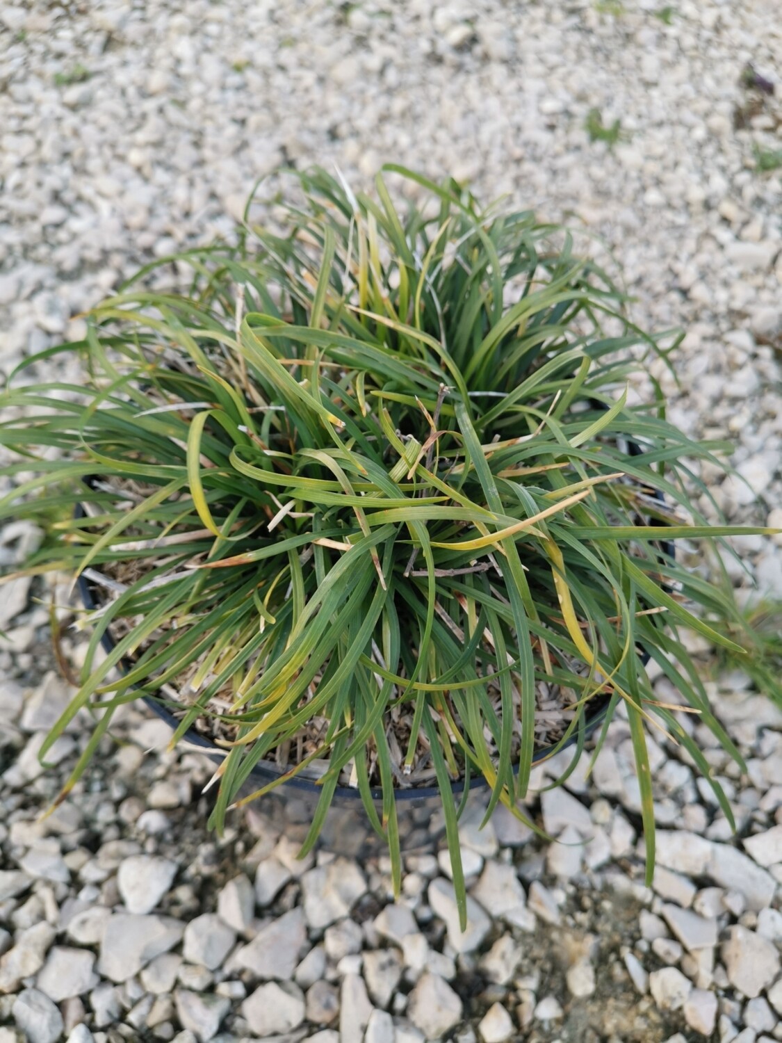 OPHIOPOGON JAPONICUS