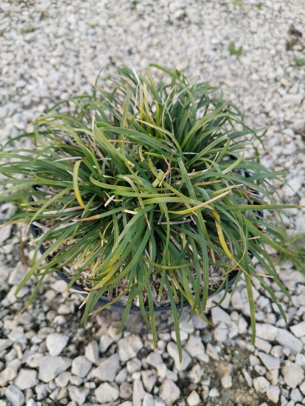 OPHIOPOGON JAPONICUS