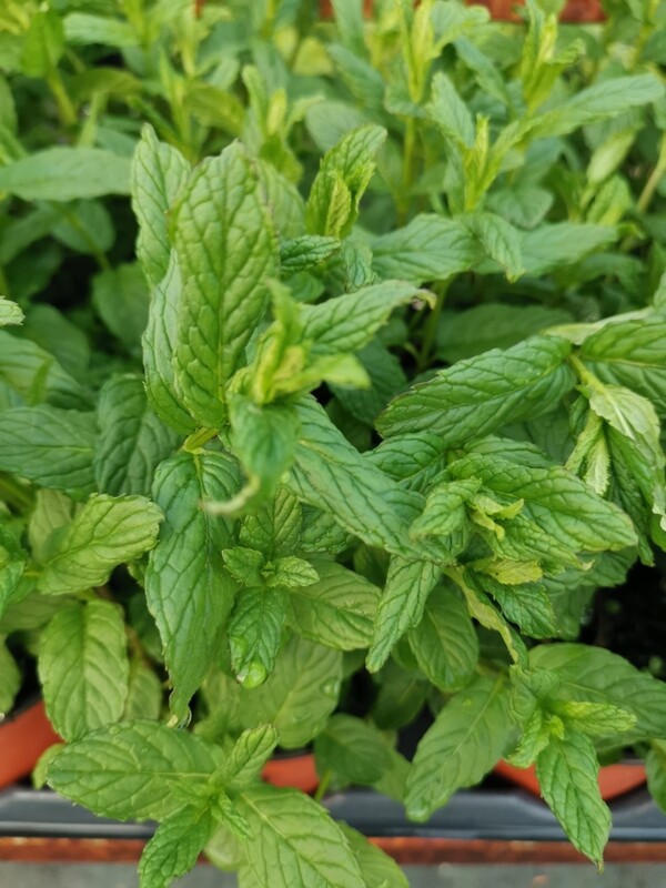 MENTHE VERTE MAROCAINE