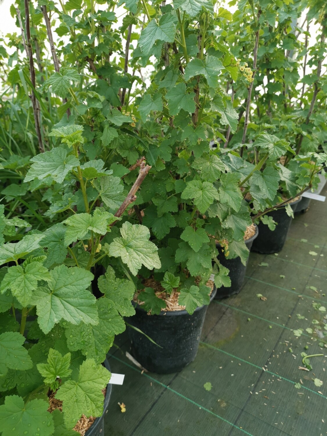 GROSEILLER
