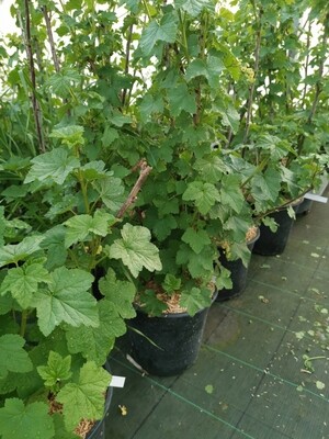 GROSEILLER