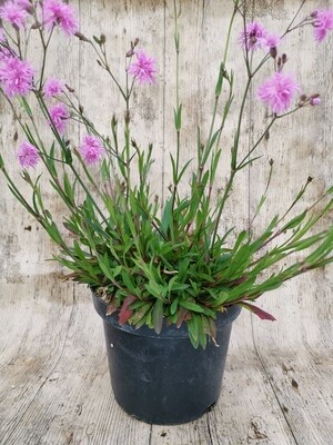 LYCHNIS BLANC 