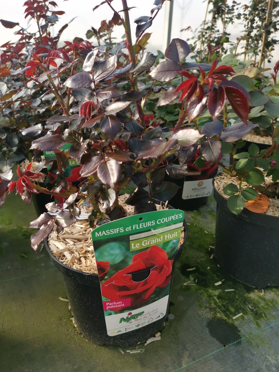 ROSIER ARBUSTIF