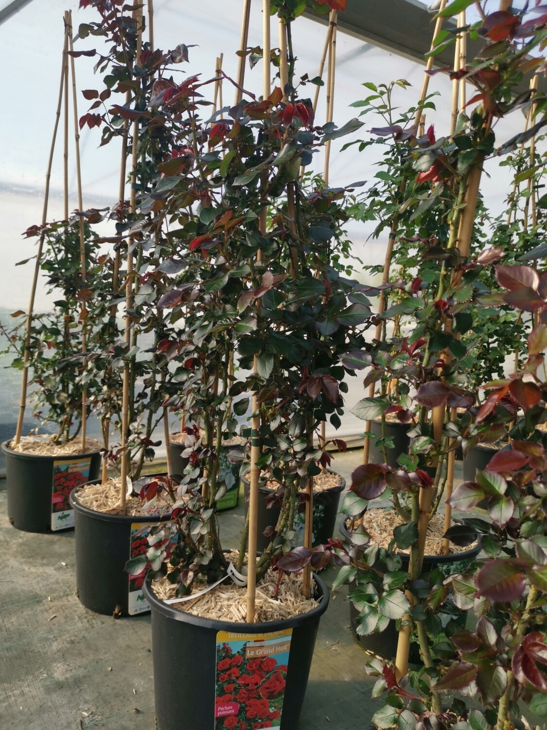 ROSIER GRIMPANT