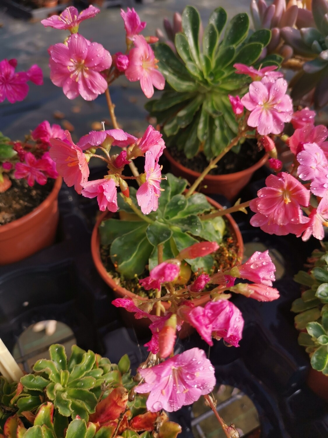 LEWISIA Pot 10.5cm
