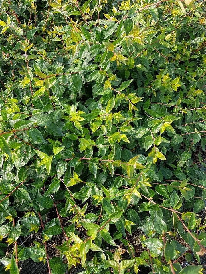ABELIA EDWARD Goucher C10L