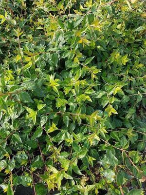ABELIA EDWARD Goucher C10L