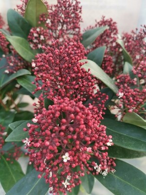 SKIMMIA JAPONICA C3L