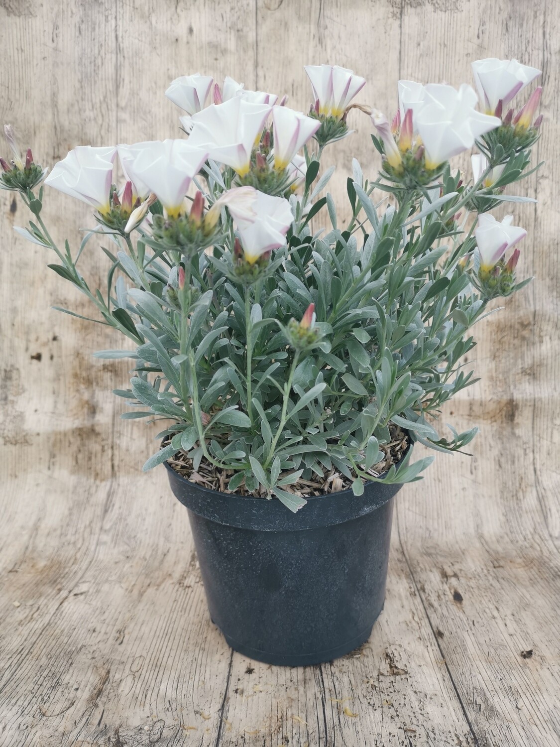 CONVOLVULUS CNEORUM C10L