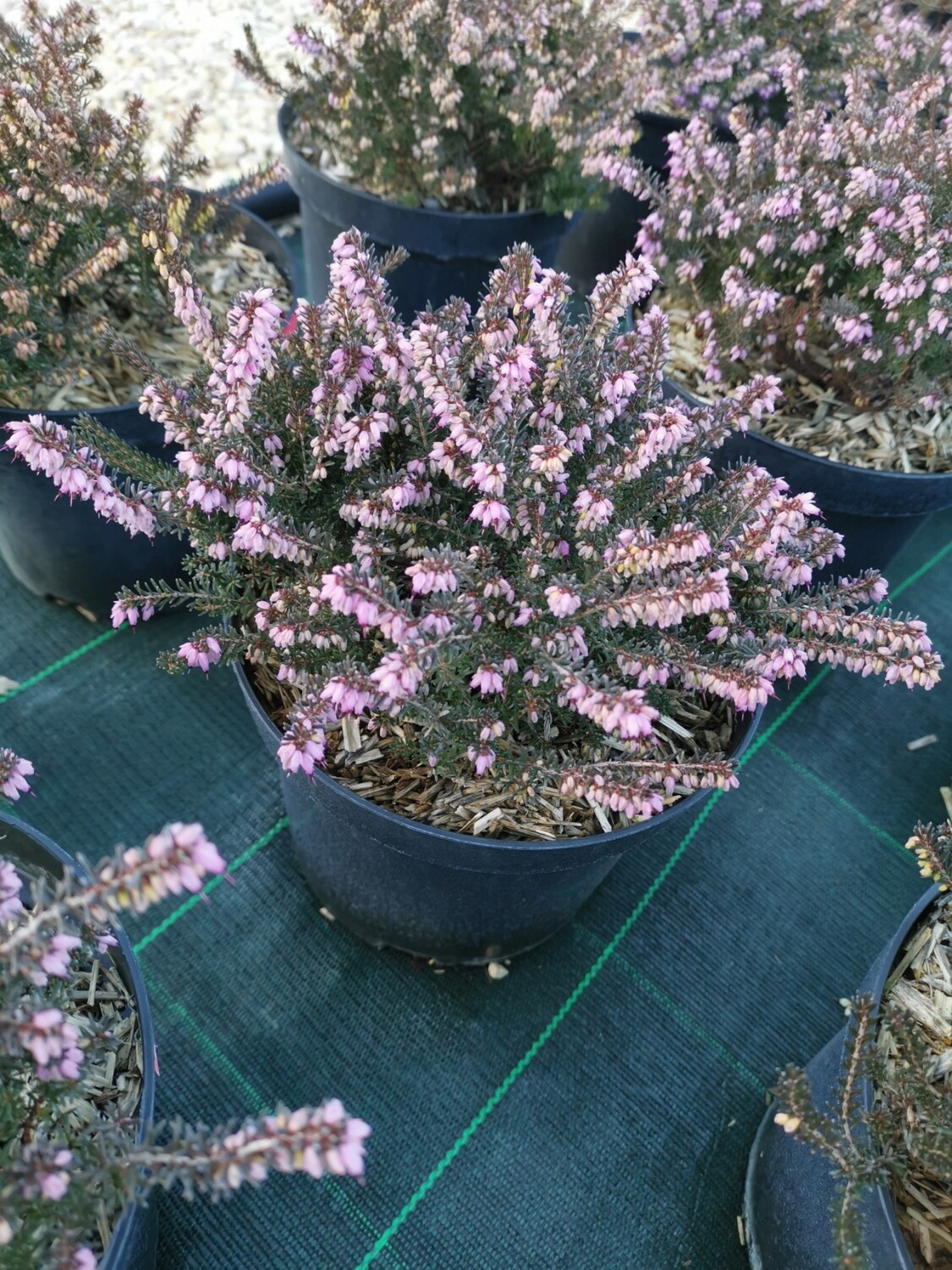 ERICA BRUYÈRE MÉDITERRANÉENNES ROSE