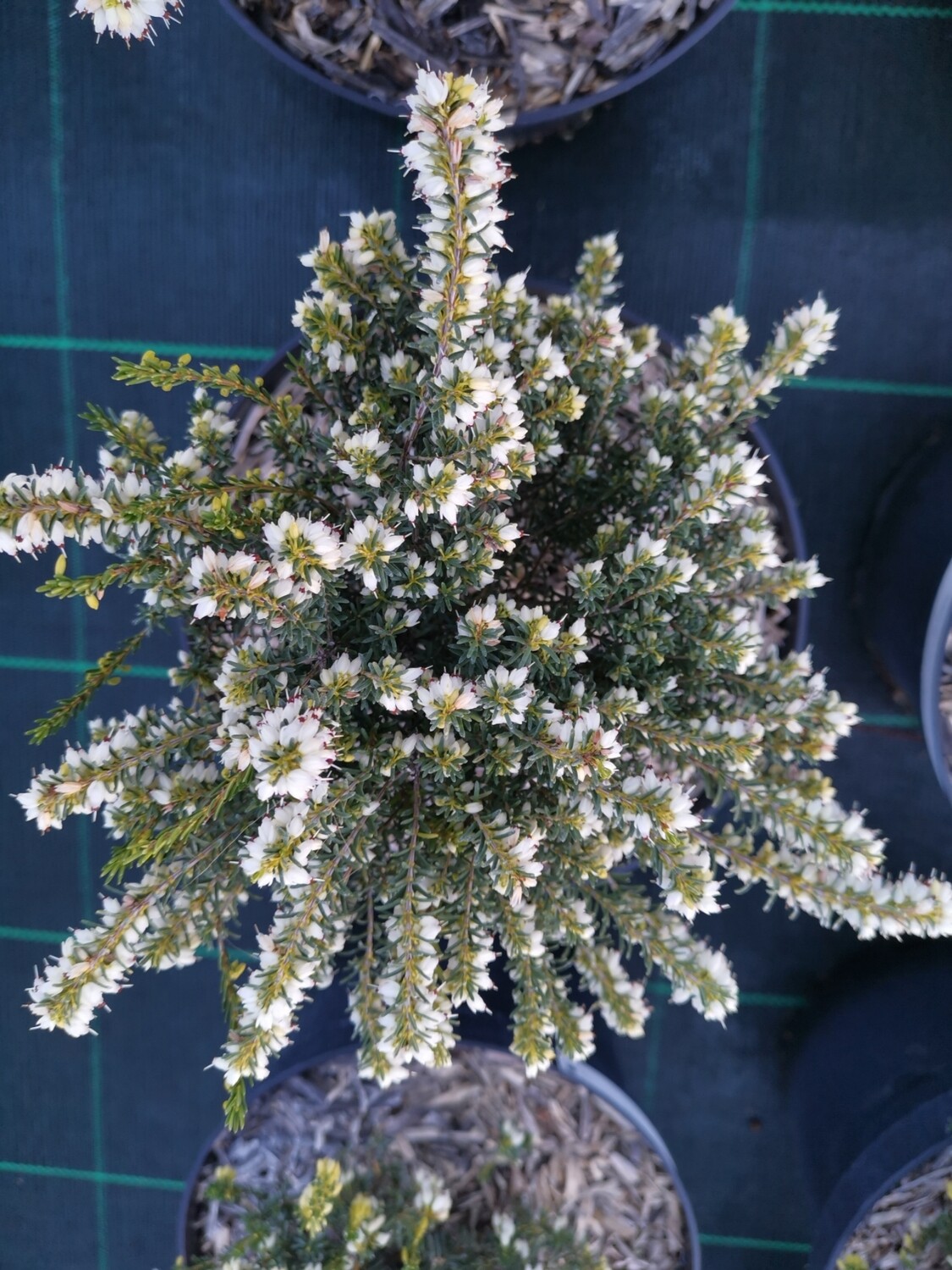 ERICA BRUYÈRE MÉDITERRANÉENNES BLANCHE
