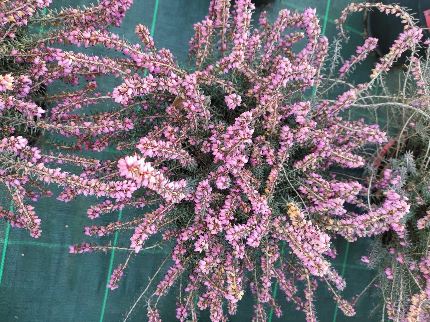 ERICA BRUYÈRE MÉDITERRANÉENNES ROUGE