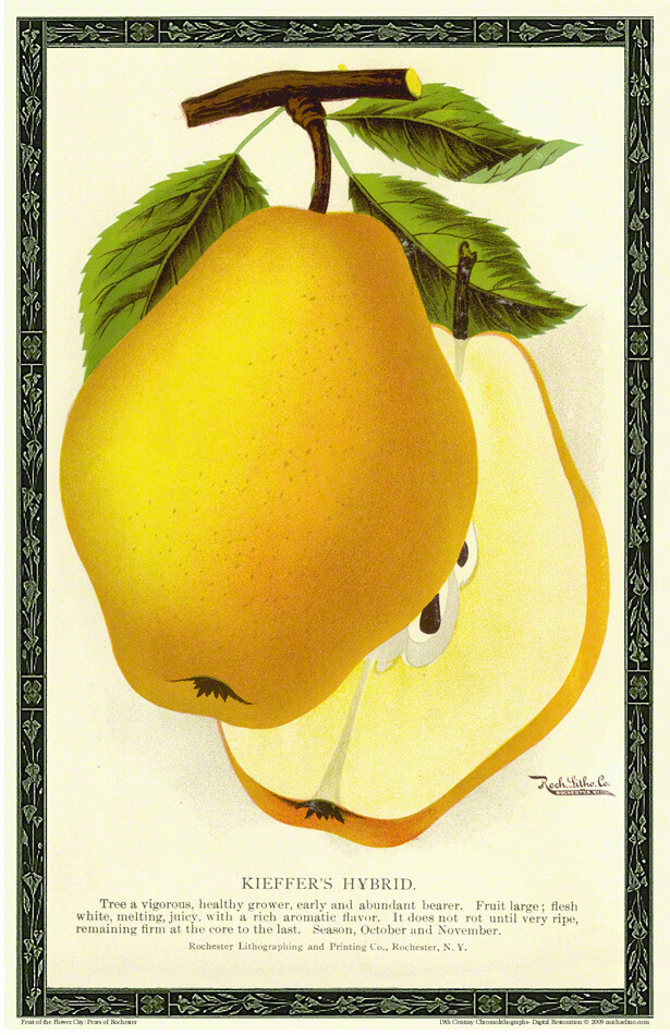Kiefer Hybrid Pear