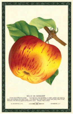 Belle de Boskoop Apple