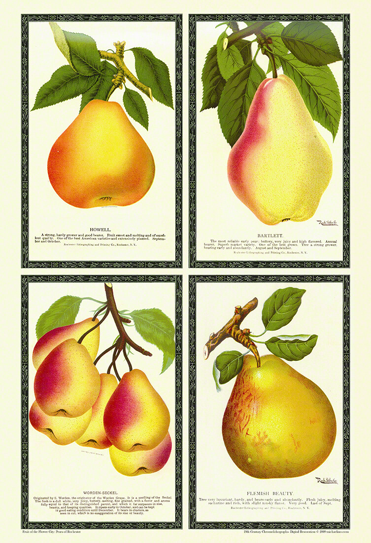 Montage of Four Pears of Rochester