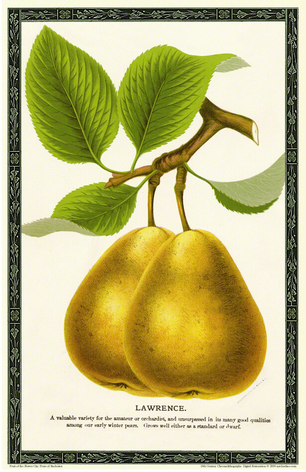 Lawrence Pear