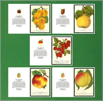 City of Flowers Greeting Cards: Fruits Set # 1