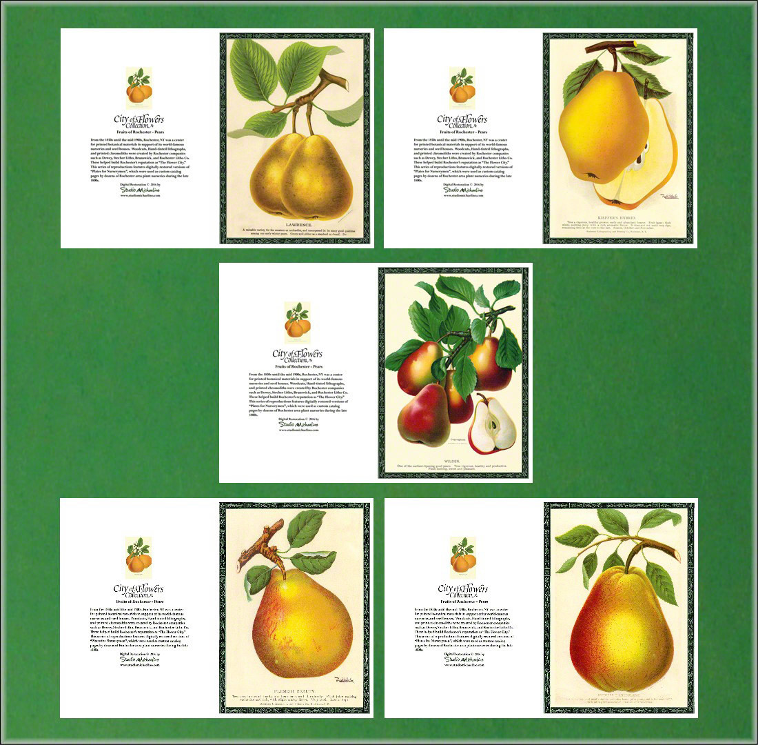 City of Flowers Greeting Cards: Pears Set # 1