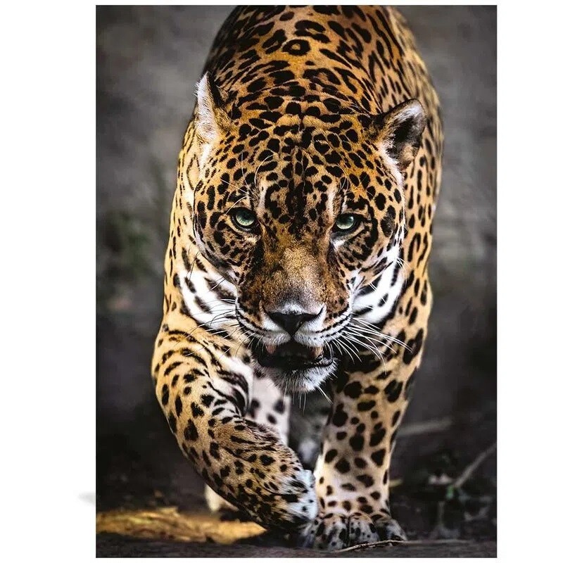 Clementoni - Rompecabezas 1000 piezas Paseo del Jaguar