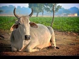 Give a LOAM cow
