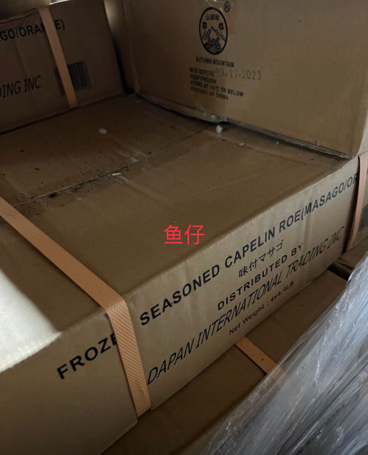 Y鱼仔