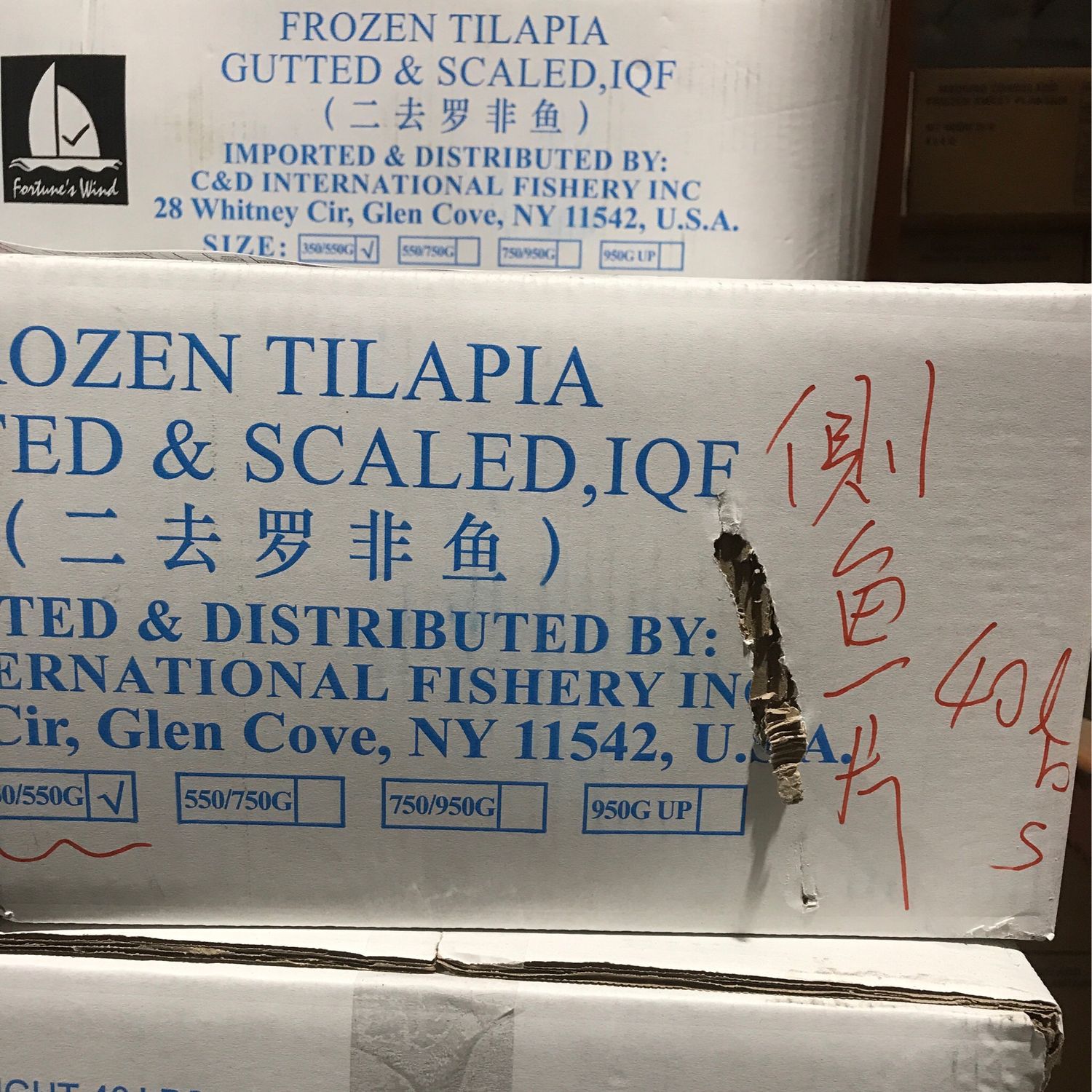 C侧鱼片